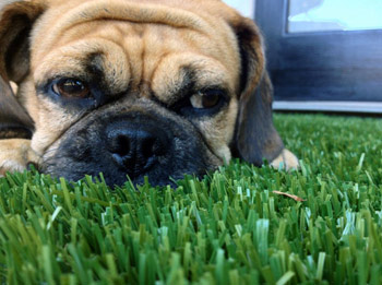 Pet Turf